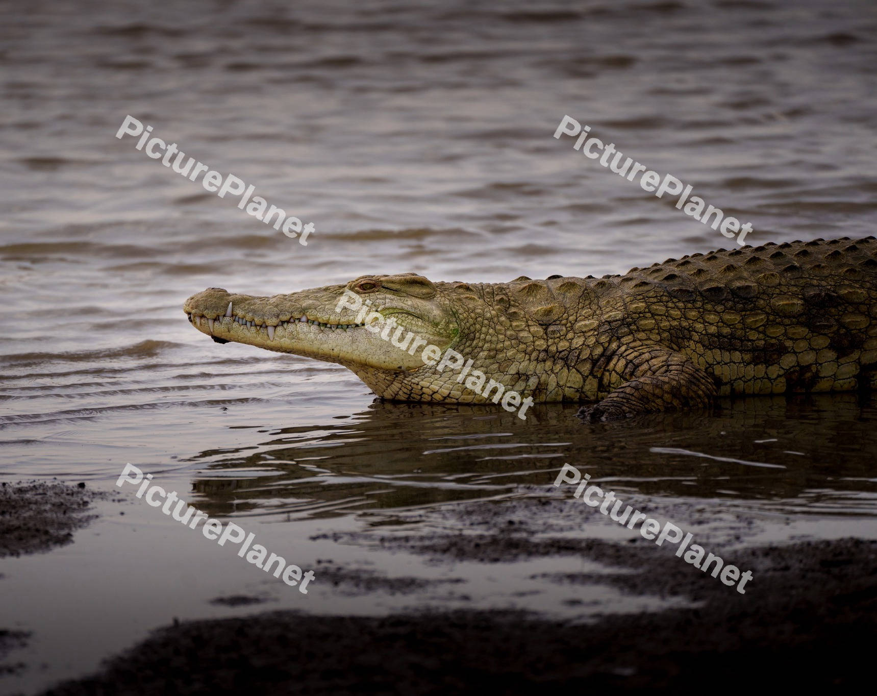 Nile crocodile resting